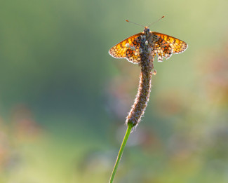 Les engagements de Colas sur l'environnement